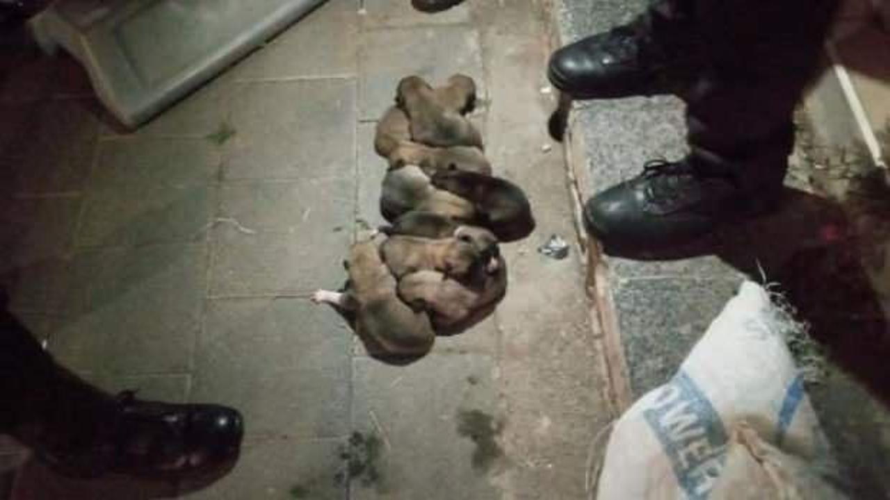 Yavru köpekler çuval içerisinde sokağa atıldı