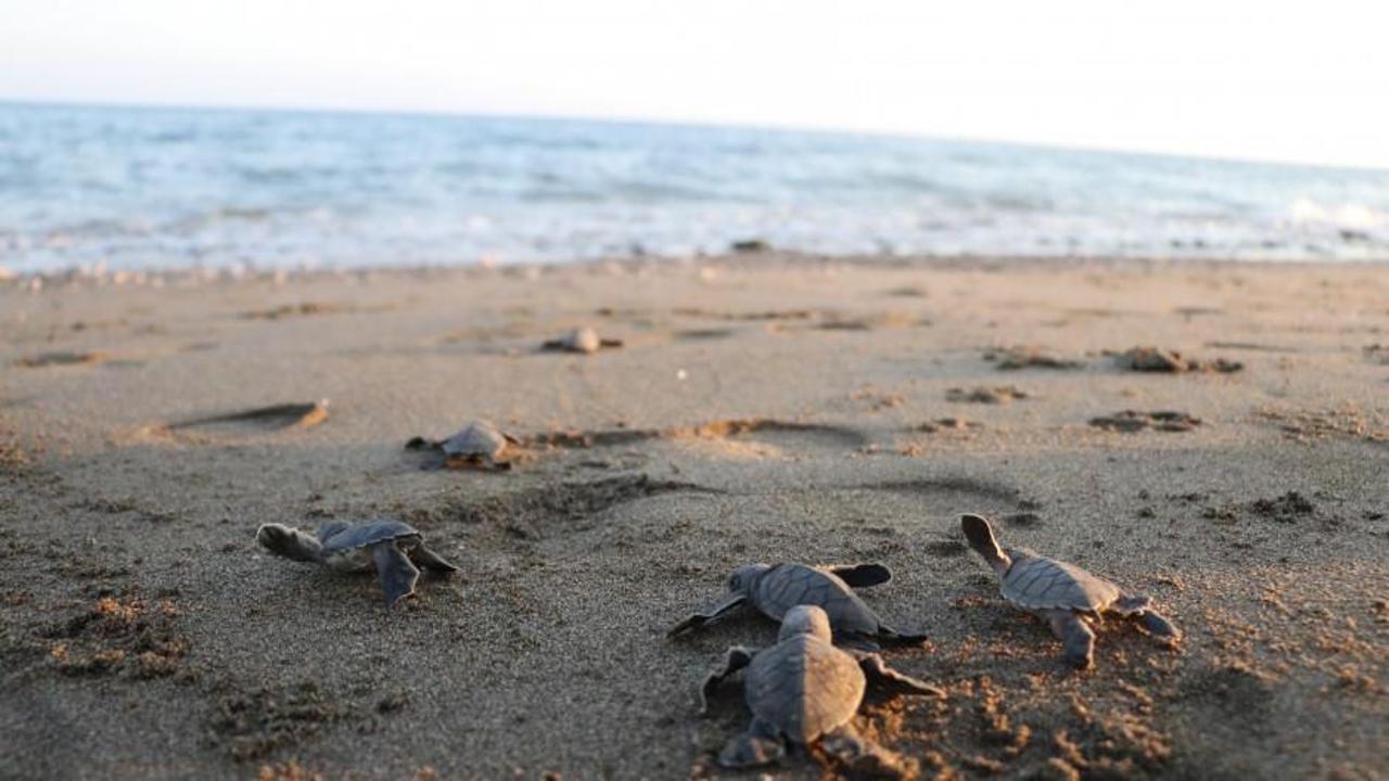 300 bin yavru kaplumbağanın denize ulaşma macerası