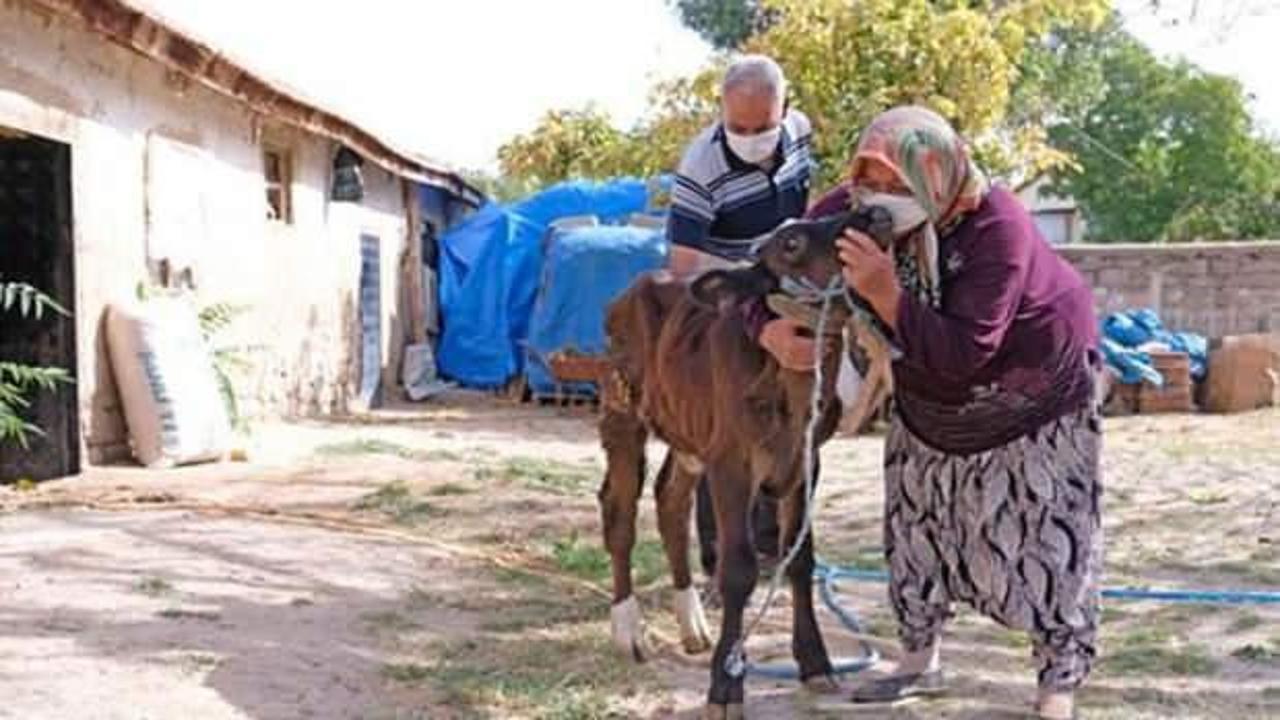 &Ccedil;alınan buzağısına kavuşunca sarılıp, &ouml;pt&uuml;