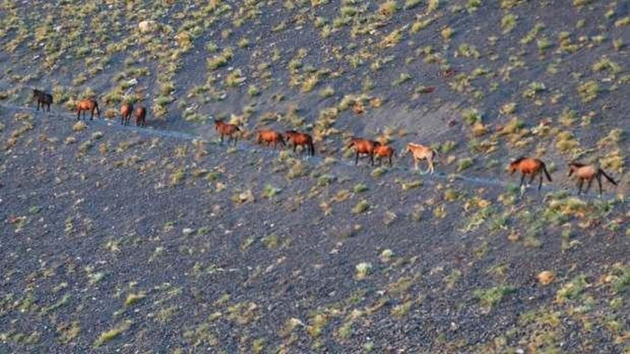 Hakkari'de yılkı atları, dronla görüntülendi