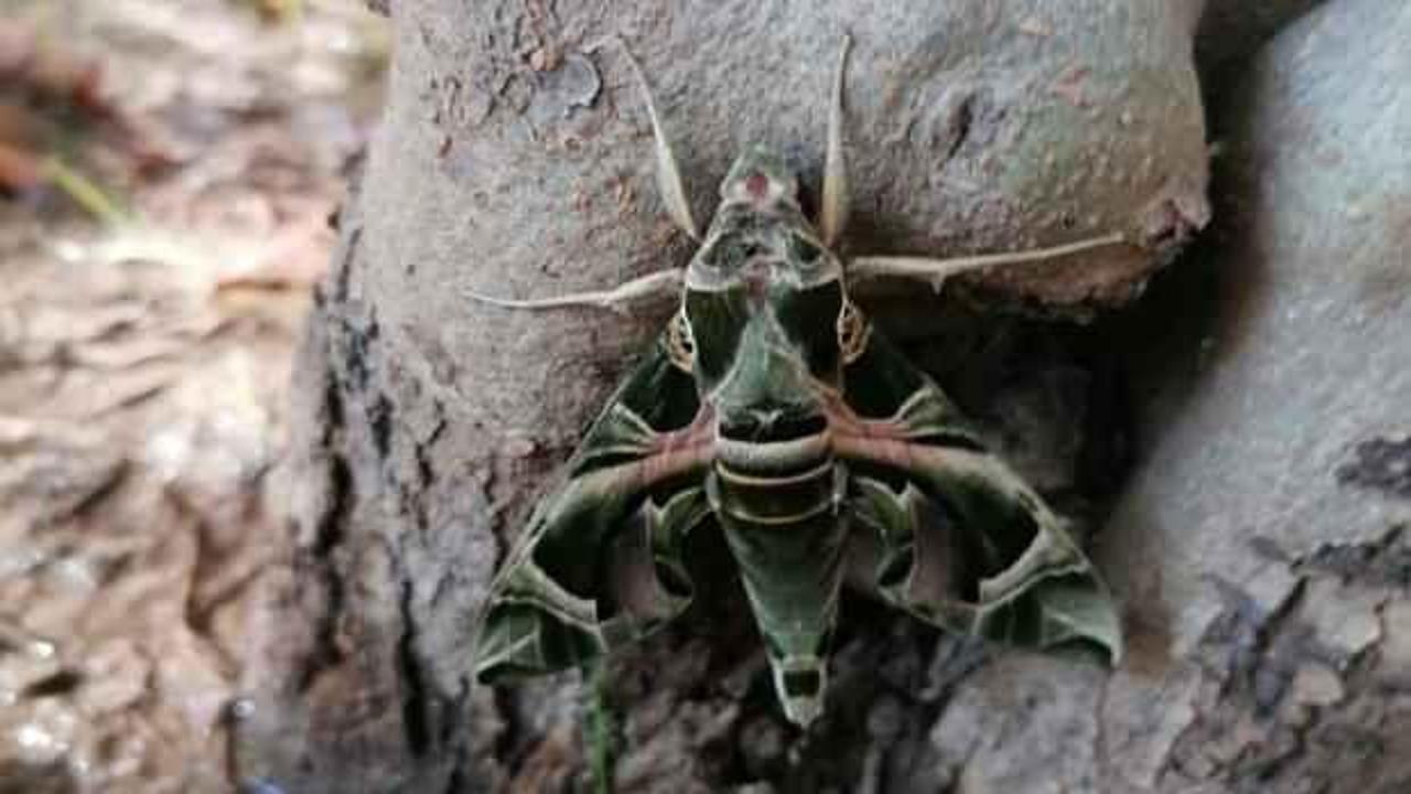 Nadir g&ouml;r&uuml;len Mekik Kelebeği Aydın'da g&ouml;r&uuml;ld&uuml;