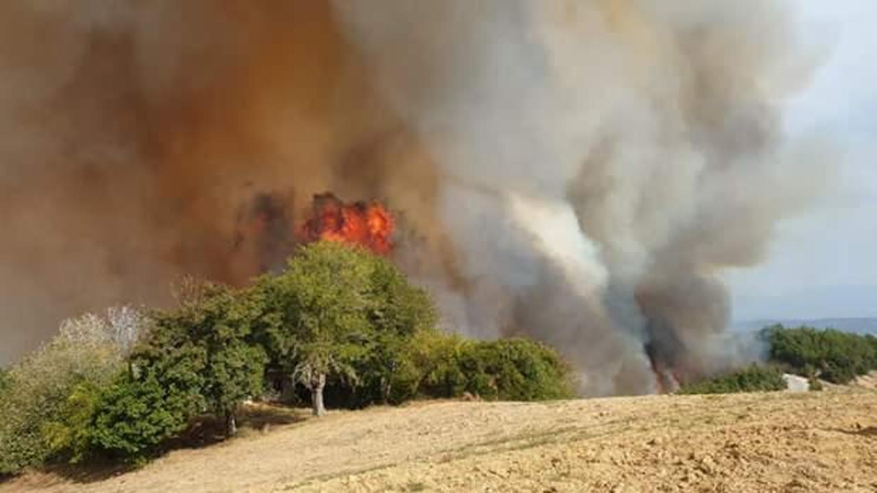 Osmaniye'de ormanlık alanda yangın! Alevler evlere de sıçradı