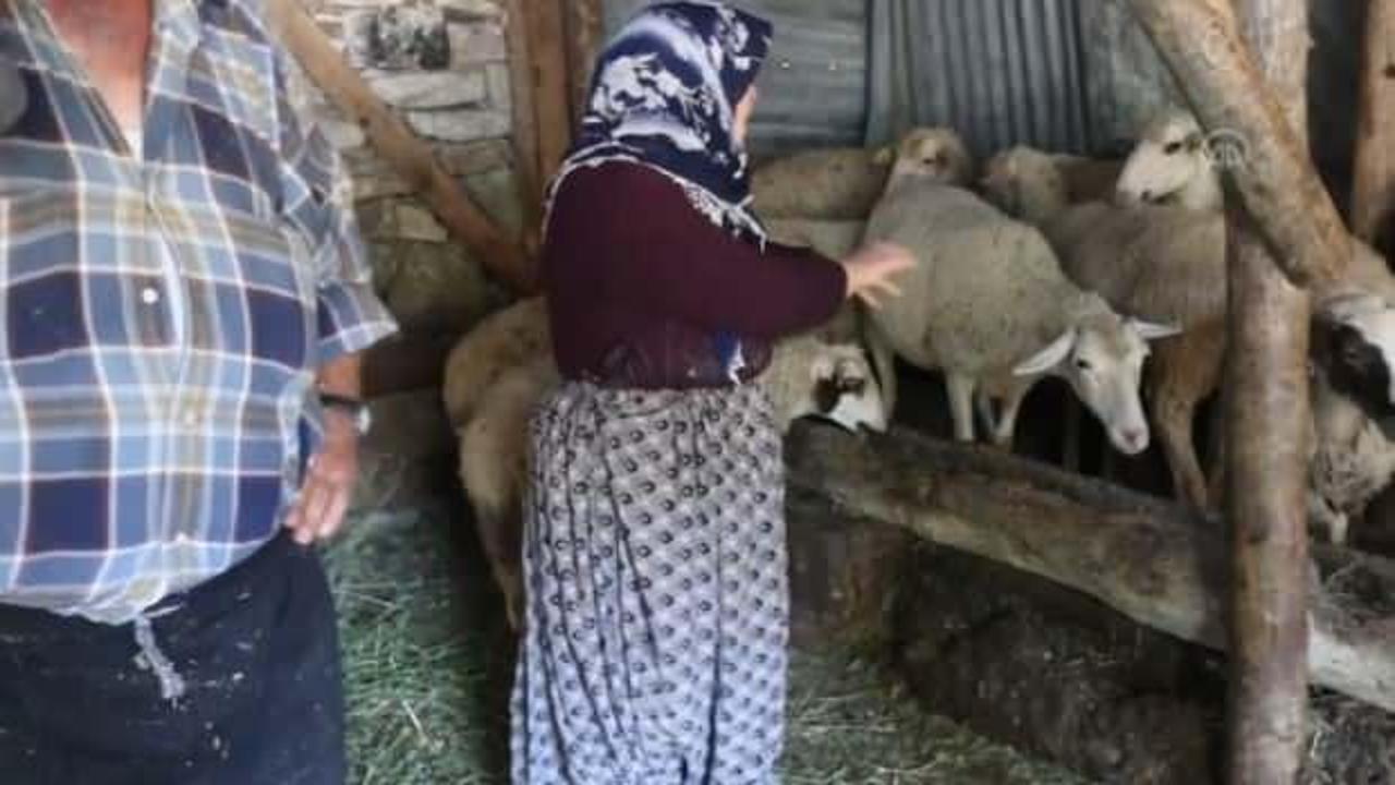 Bolu'da kurt sürüsü saldırdı, 21 koyun telef oldu