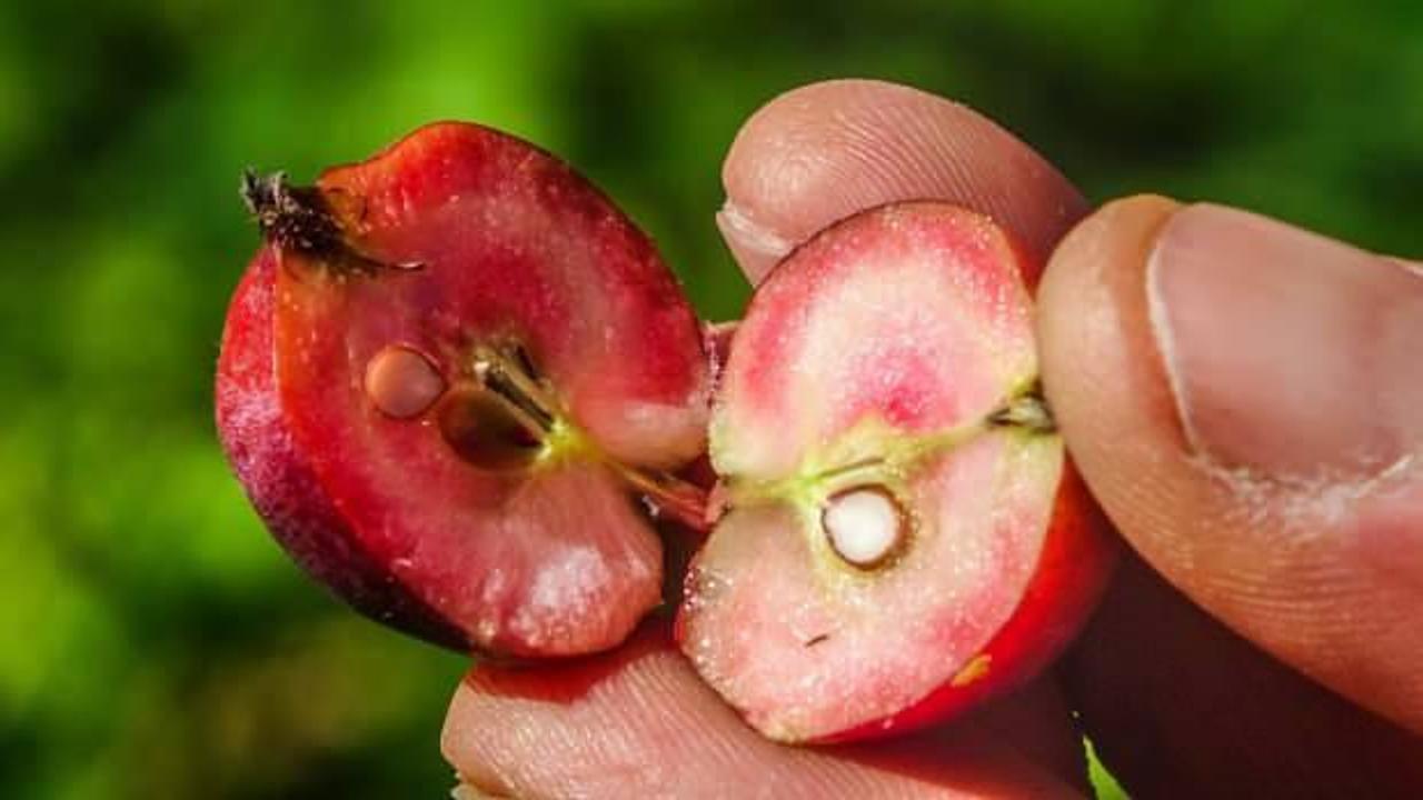 İ&ccedil;i dışı kırmızı elma şifa deposu