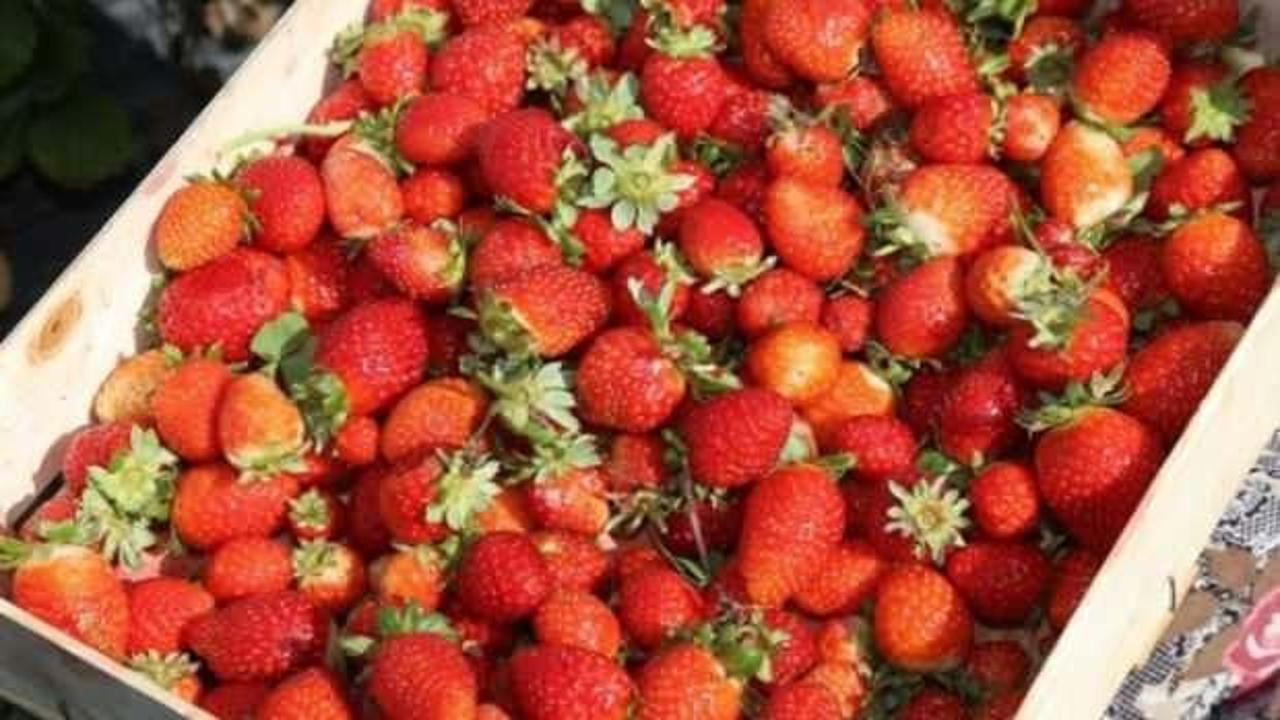 Ordu'da &ccedil;ilek emeğin karşılığını veriyor