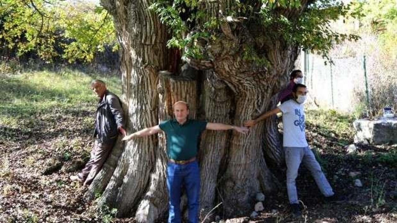 Artvin'de 2 bin yıllık ağaç bulundu