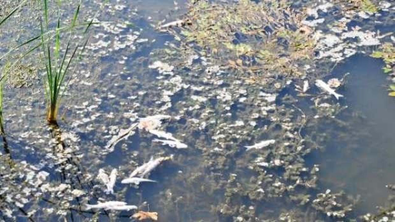 Antalya'da toplu balık ölümleri tedirgin ediyor