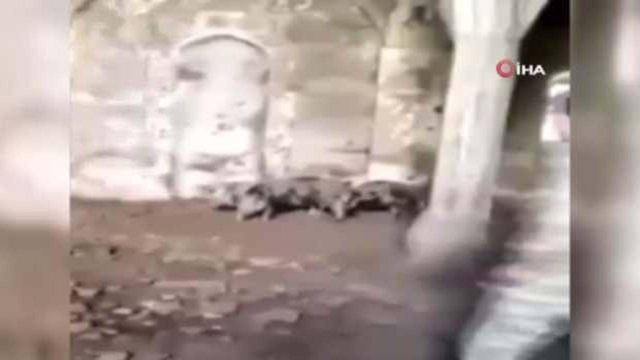Ermenistan ordusu camiyi domuz ahırına çevirdi