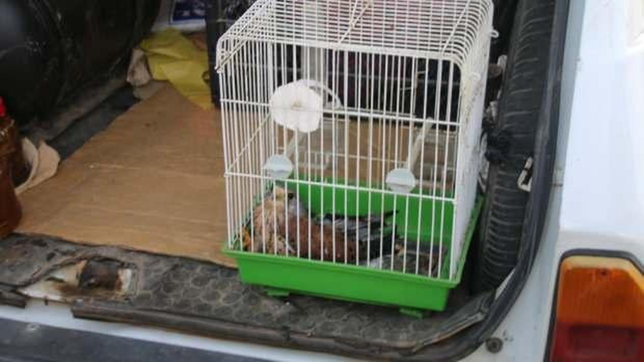 Nesli t&uuml;kenmekte olan kuşu kediden kurtardı