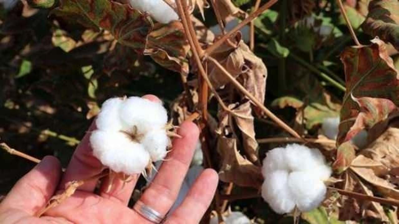 Pamuğun tarladan fabrikaya ser&uuml;veni dijital ortamda takip edilecek