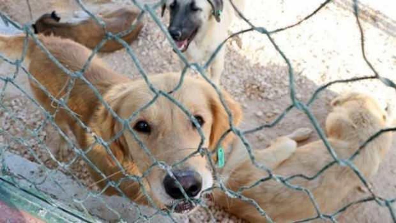 Hayvan hakları kanun teklifi Meclis'e geliyor: Sokağa atana 10 bin lira ceza
