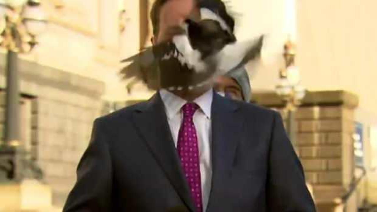 Avustralyalı muhabirin suratına yayın sırasında kuş çarptı