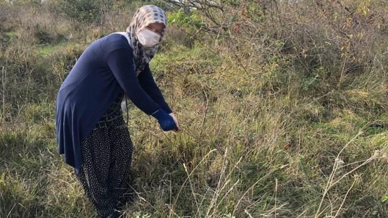 Dağlarda yetişiyor, faydası saymakla bitmiyor!