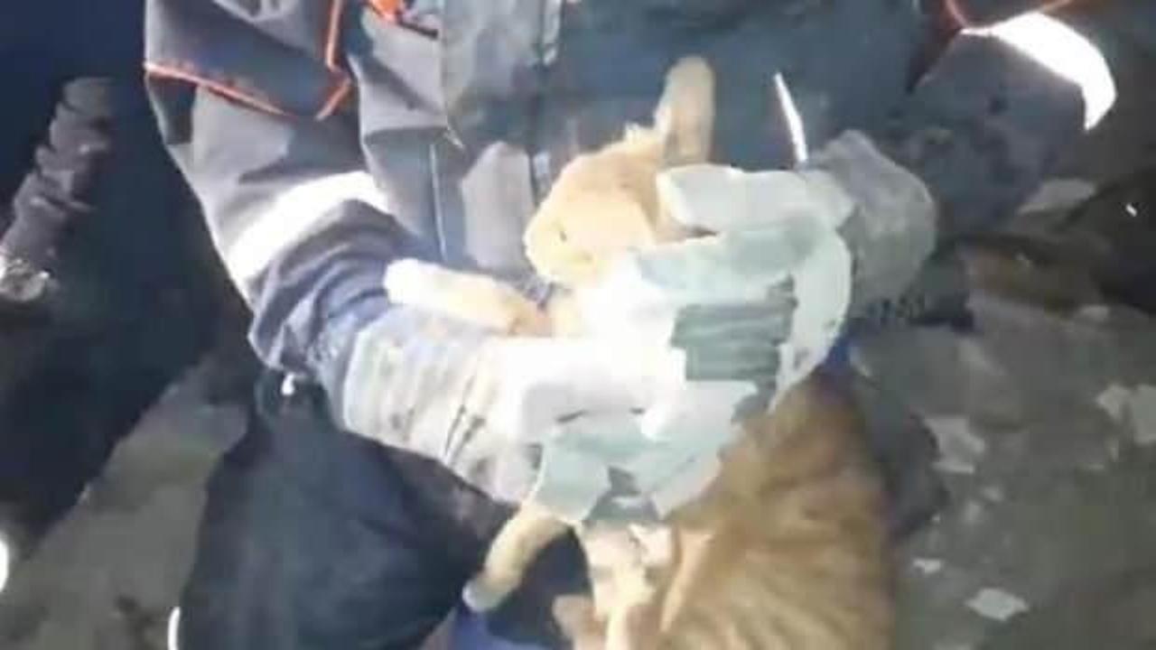 Depremde enkaz altında kalan kedi kurtarıldı