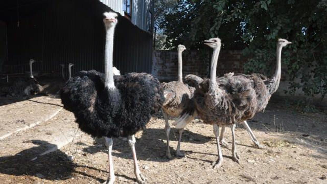 Hobi olarak başladı  tanesini 9 bin TL'den satıyor