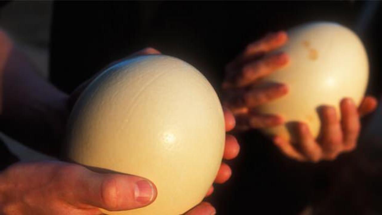 Hobi olarak başladı! Yumurtasını 150 liradan satıyor