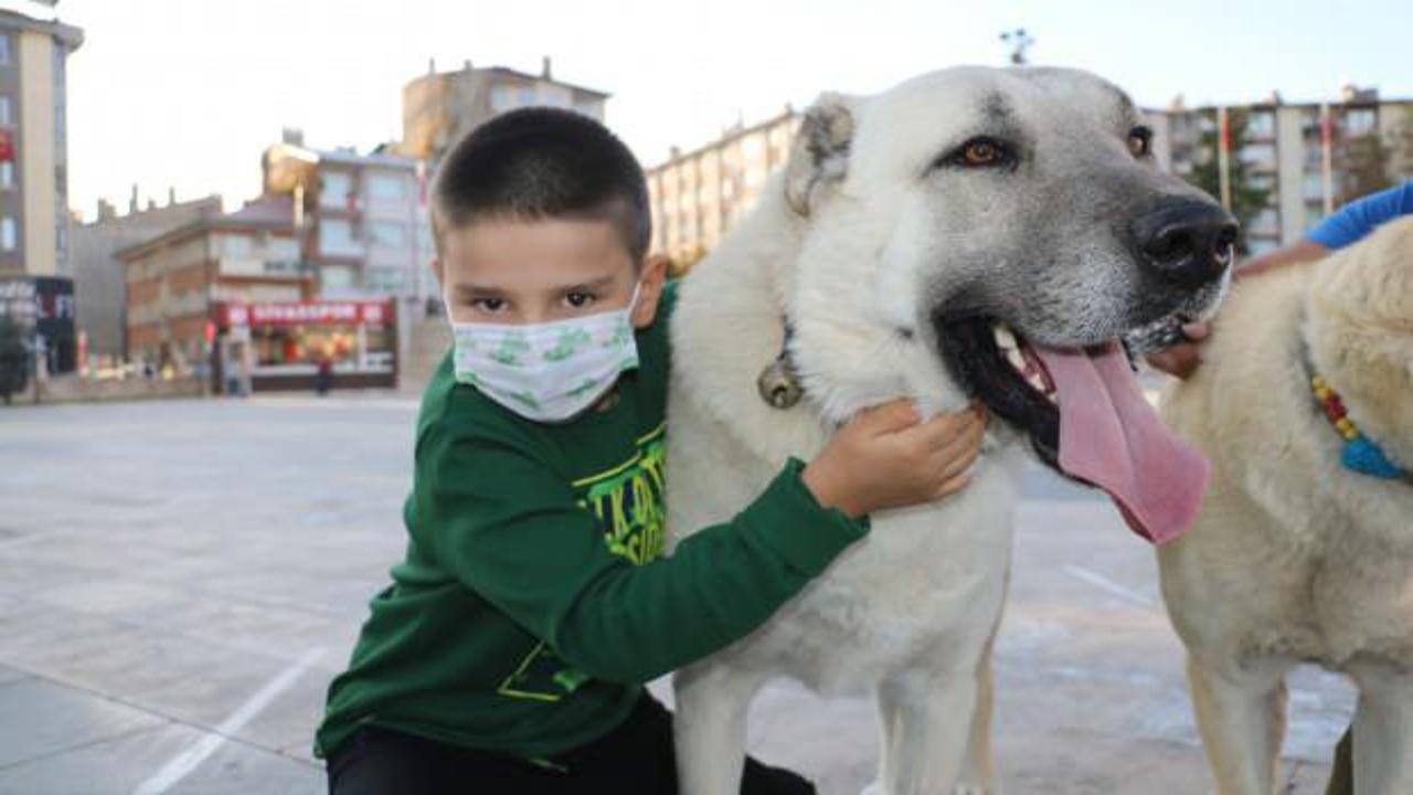 Kangalların saldırmadığını böyle ispatladı