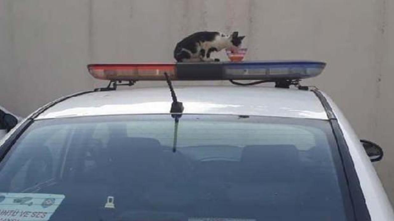 Kedi ekip otosunun tepe lambasına &ccedil;ıkarsa...