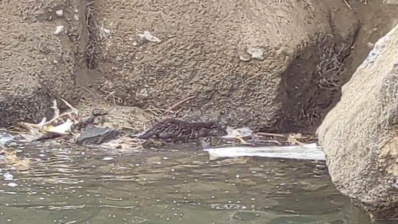 Nesli t&uuml;kenmekte olan su samuru Varto'da g&ouml;r&uuml;nt&uuml;lendi