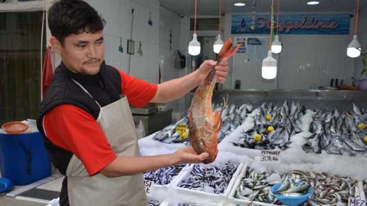 Sinop'ta 2 kiloluk kırlangıç balığı yakalandı