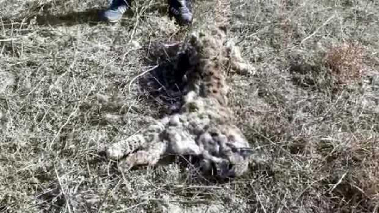 Sivas'ta silahla vurulmuş vaşak ölüsü bulundu