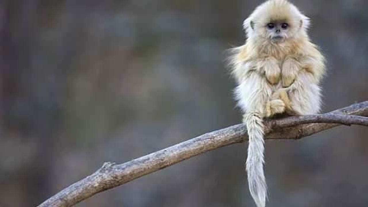Çin'in kuzeybatısında altın kalkık burunlu maymun görüldü