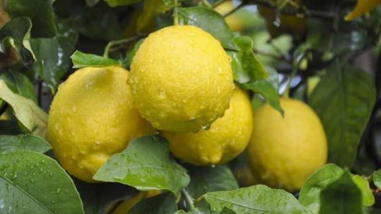 Ekimde en fazla limon ihraç edildi