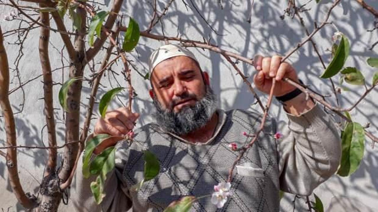 G&uuml;neşli havalara aldanan elma ağa&ccedil;ları &ccedil;i&ccedil;ek a&ccedil;tı