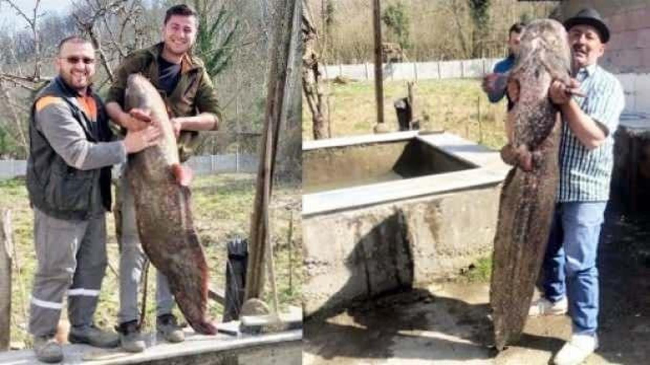 İnsan boyundaki yayın balığı g&ouml;renleri şaşkına &ccedil;evirdi