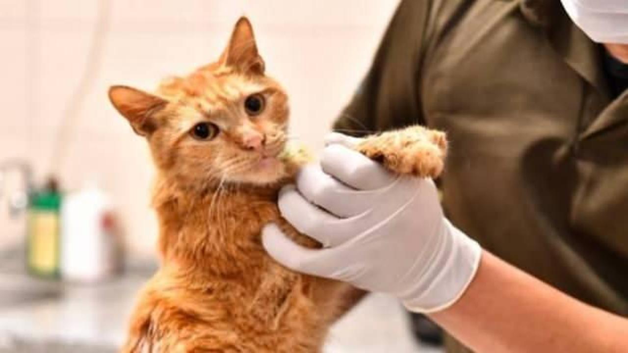 İzmir'de enkazdan kurtarılan 14 kedinin tedavisi sürüyor