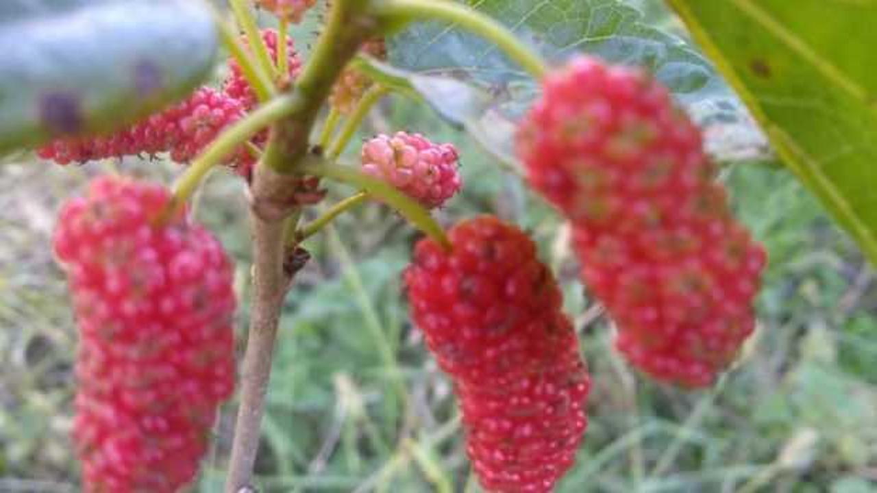 Kasım ayında dut ağacı meyve verdi, kiraz ağacı &ccedil;i&ccedil;ek a&ccedil;tı