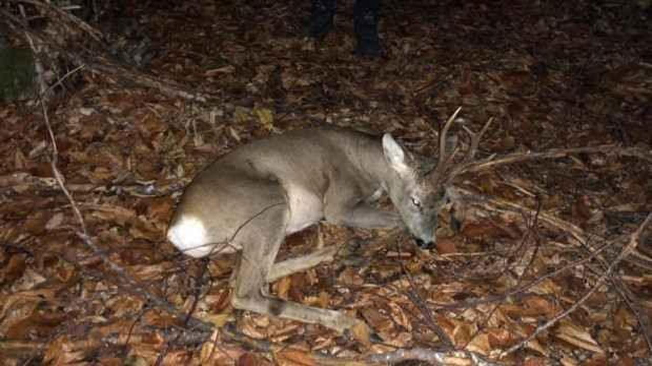 K&ouml;peklerin saldırdığı karaca tedavi edildi