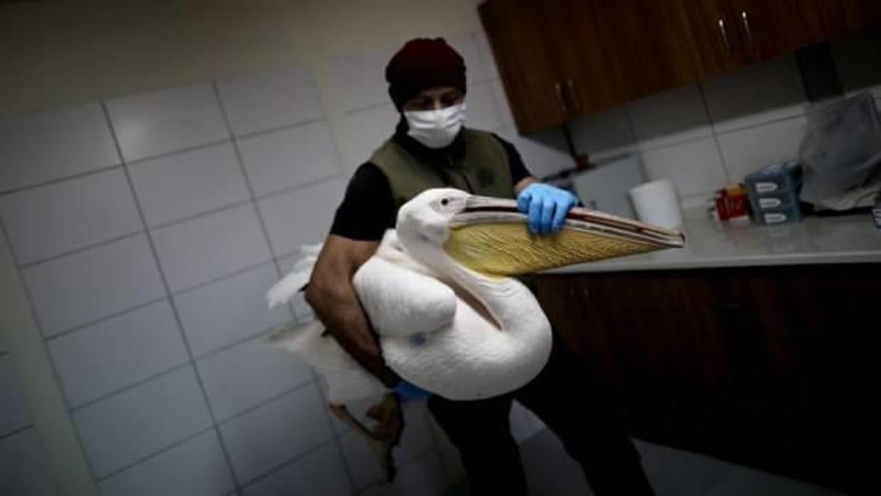 Bursa'da avcıların vurduğu yaralı pelikan tedavi altına alındı