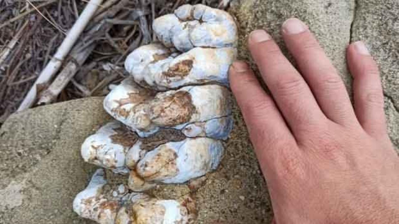 Çanakkale'de müthiş keşif! Balıkçılar buldu