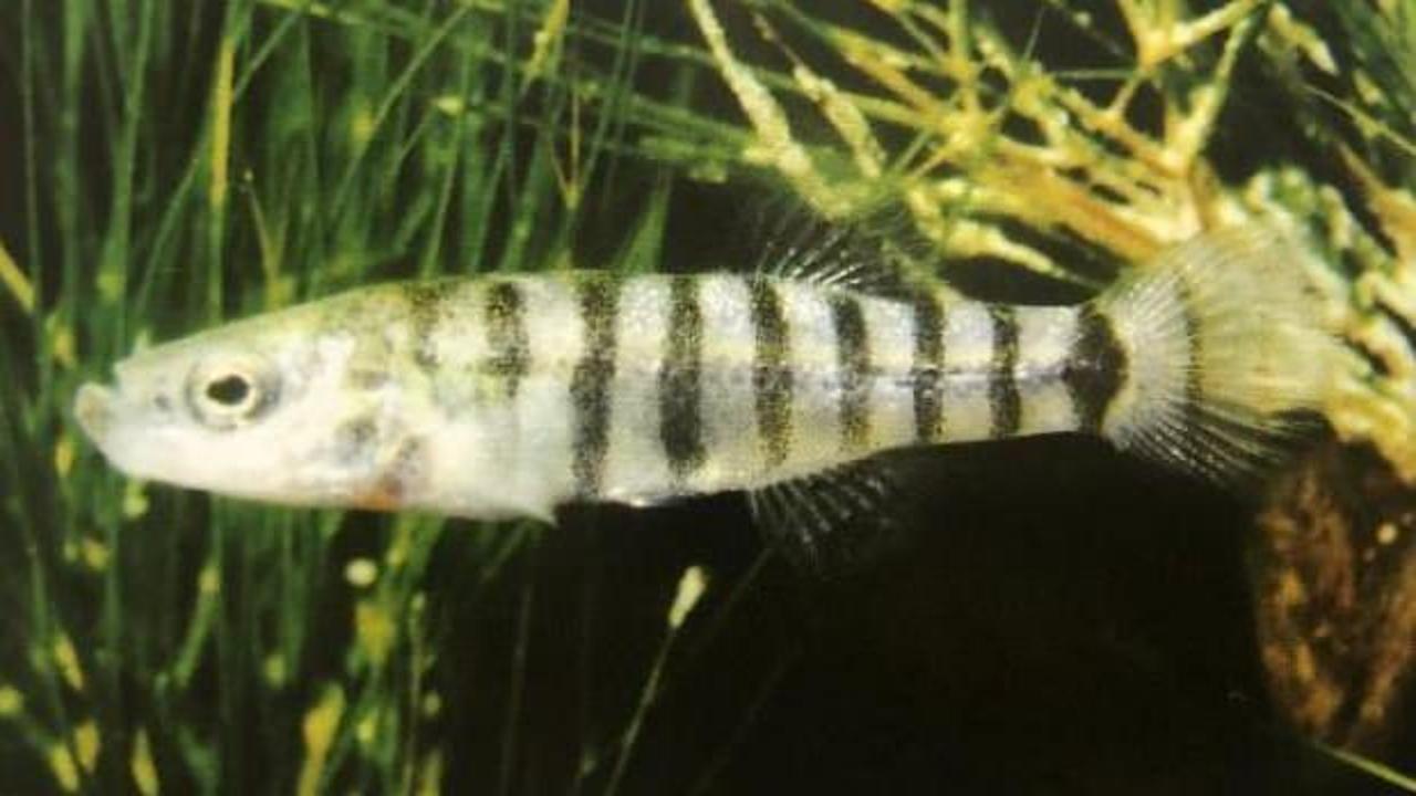 D&uuml;nyada sadece Burdur G&ouml;l&uuml;'nde, tamamen yok olmak &uuml;zere