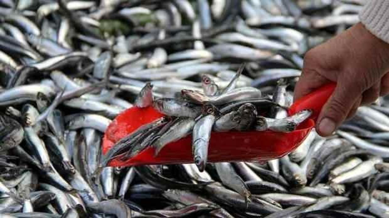 Talebe yetişemeyen İzmirli balıkçılar vites yükseltti