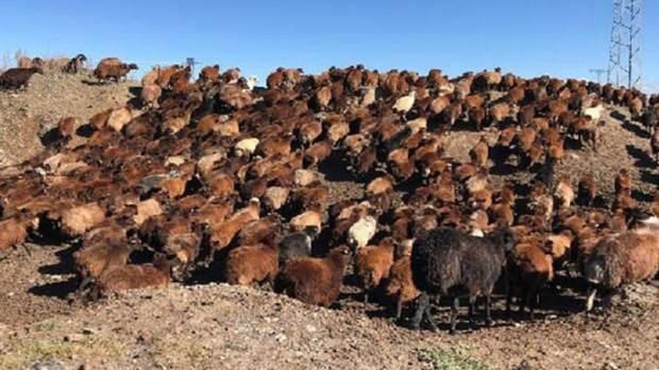 G&ouml;&ccedil;erlerin zorlu yolculuğu!