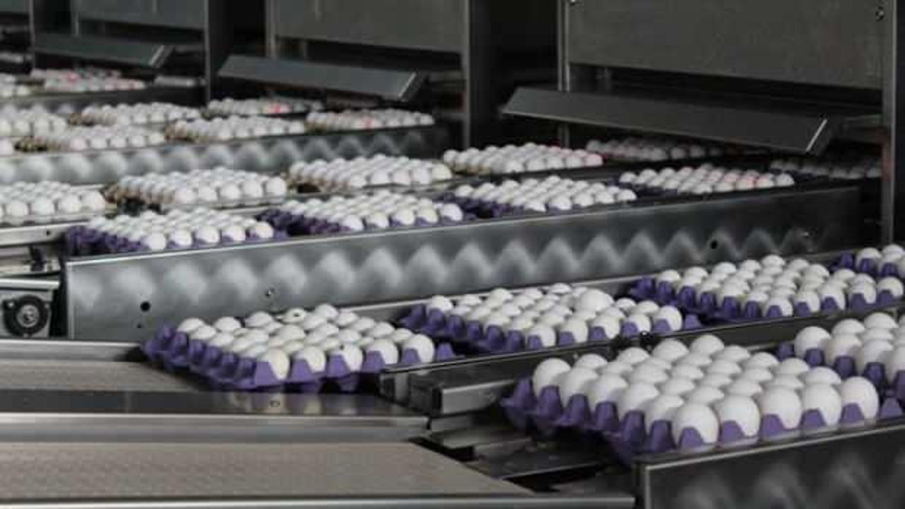 Irak krizinde dip yapan yumurta fiyatı pandemi sürecinde arttı