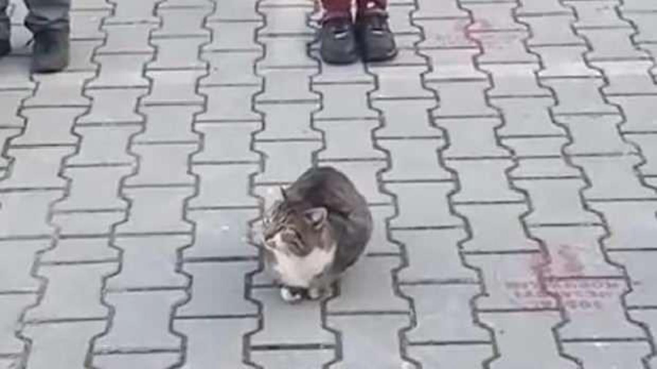 İstiklal Marşı'nda kıpırdamadan duran kedi dikkat &ccedil;ekti