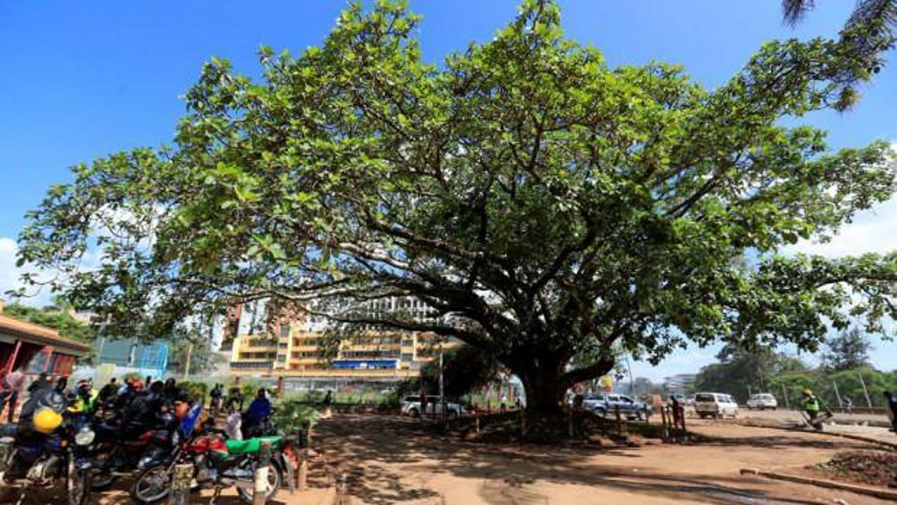Kenya'da 100 yıllık ağaç için kararname çıkarıldı