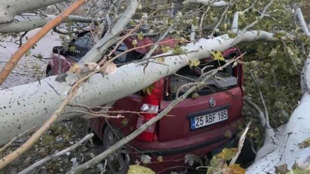 Kesilen ağa&ccedil;, yoldan ge&ccedil;en otomobilin &uuml;zerine d&uuml;şt&uuml;
