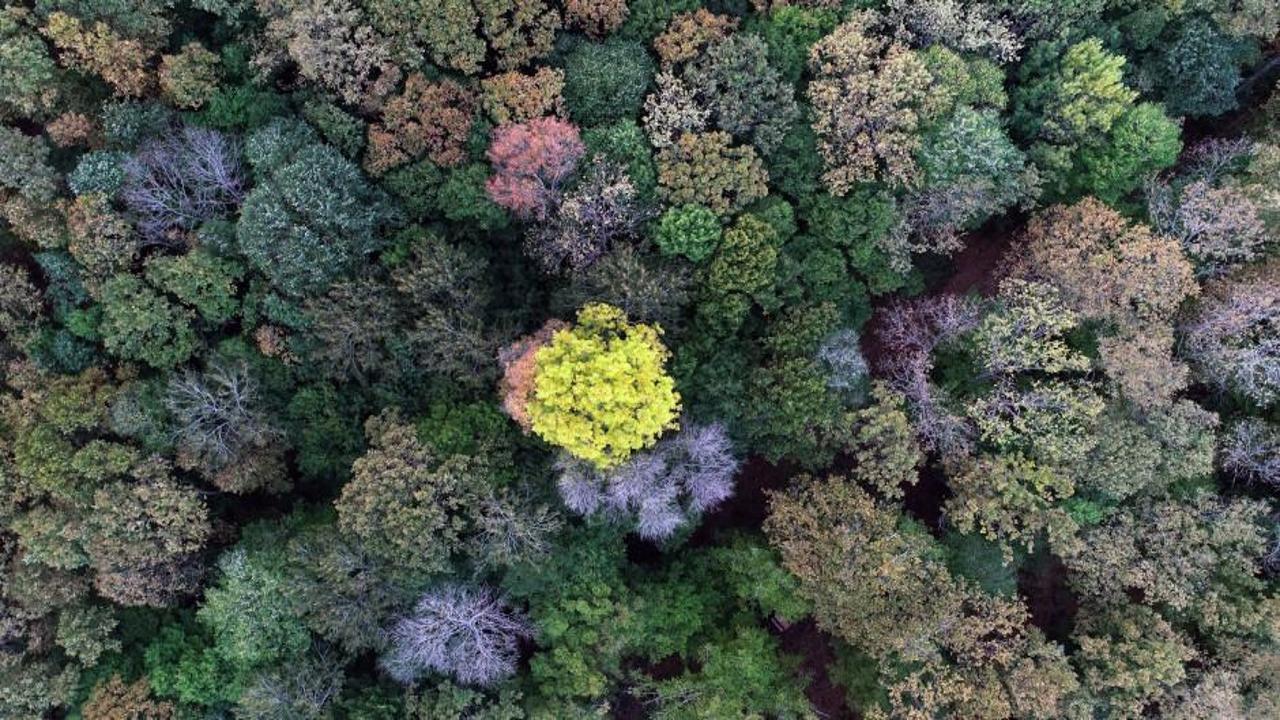 Longoz ormanlarında renk cümbüşü
