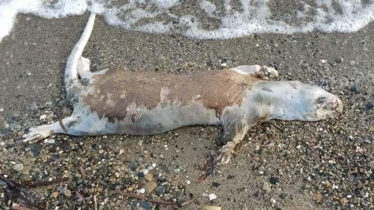 Edremit'te su samuru &ouml;l&uuml;s&uuml; sahile vurdu