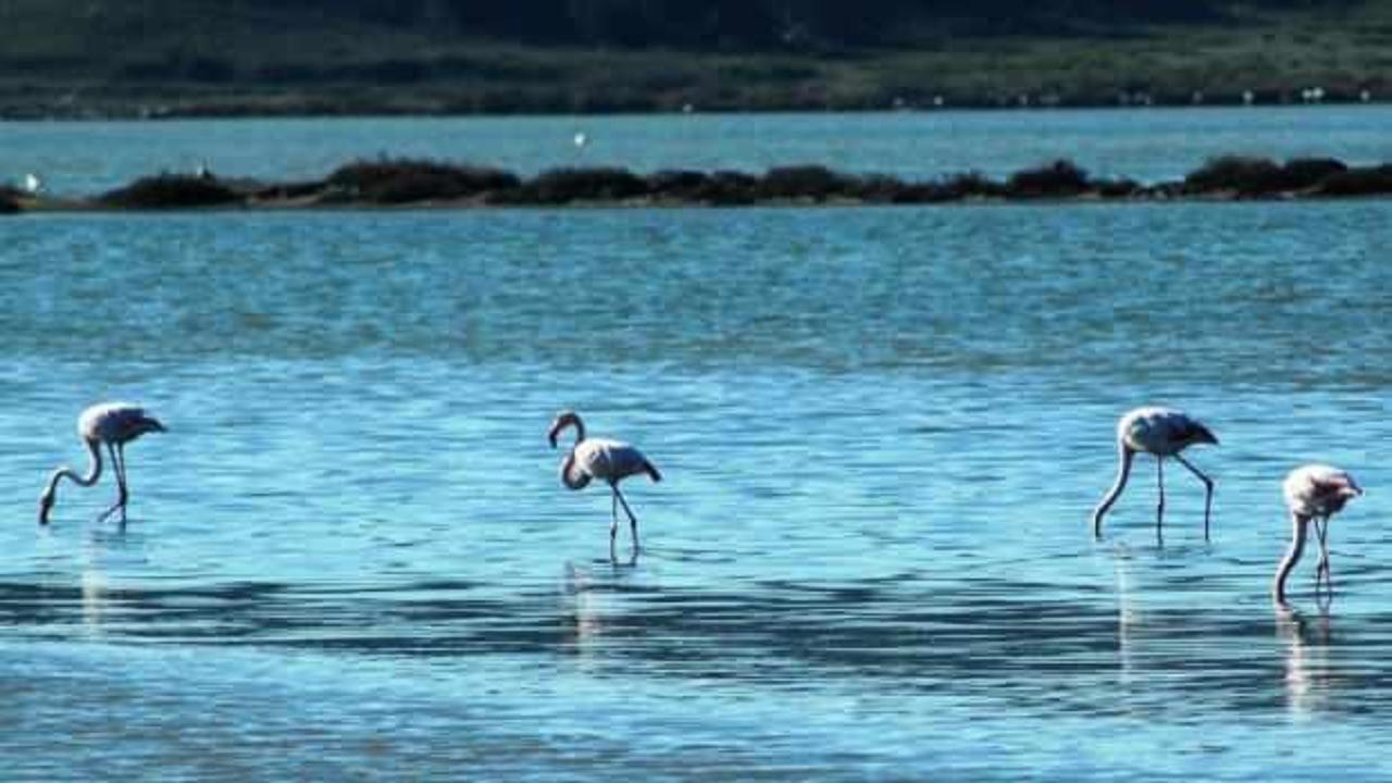 Flamingolar Bodrum’a çok erken geldi