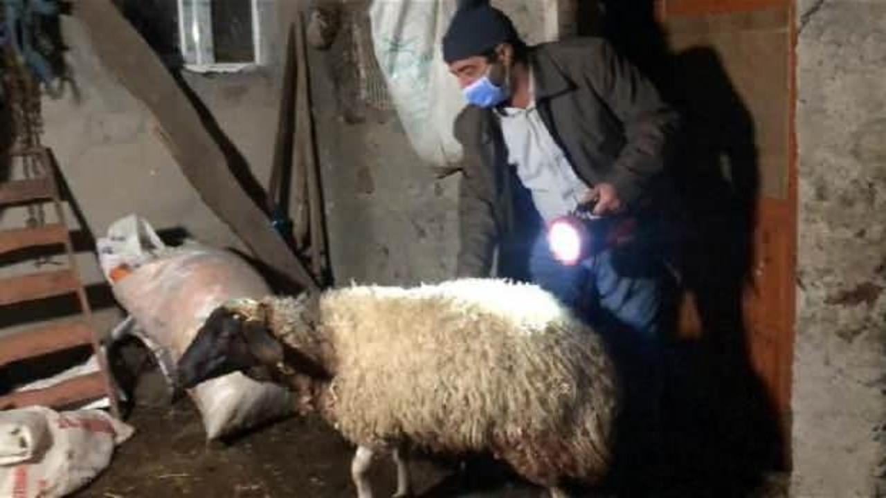 Kurtlar sürüye saldırdı: 35 koyun öldü