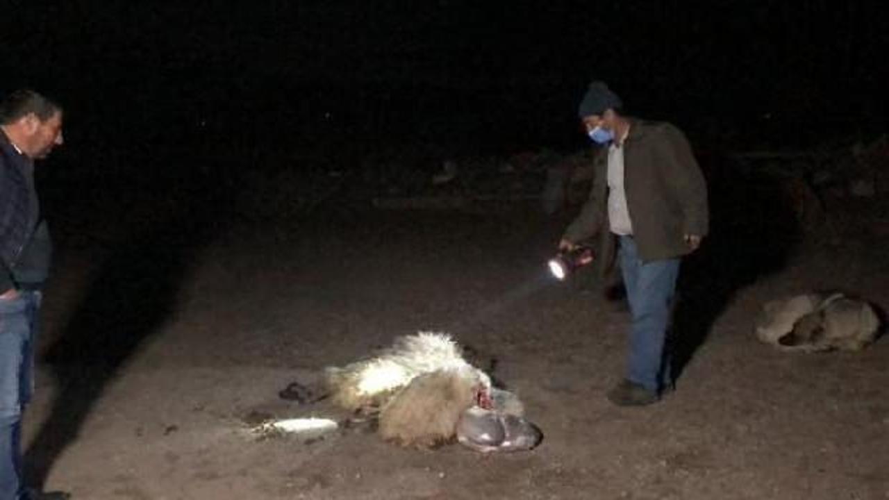 Kurtlar s&uuml;r&uuml;ye saldırıdı: 35 koyun &ouml;ld&uuml;