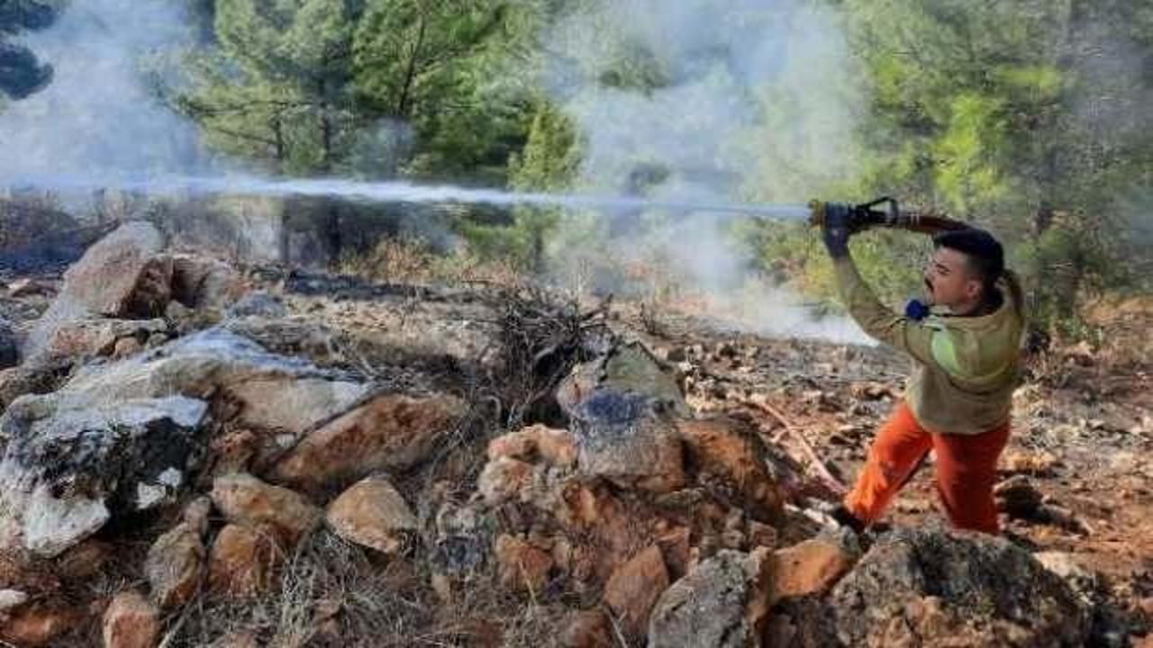 Manavgat'ta yanan orman alanında kaçak kesim yapıldığı belirlendi