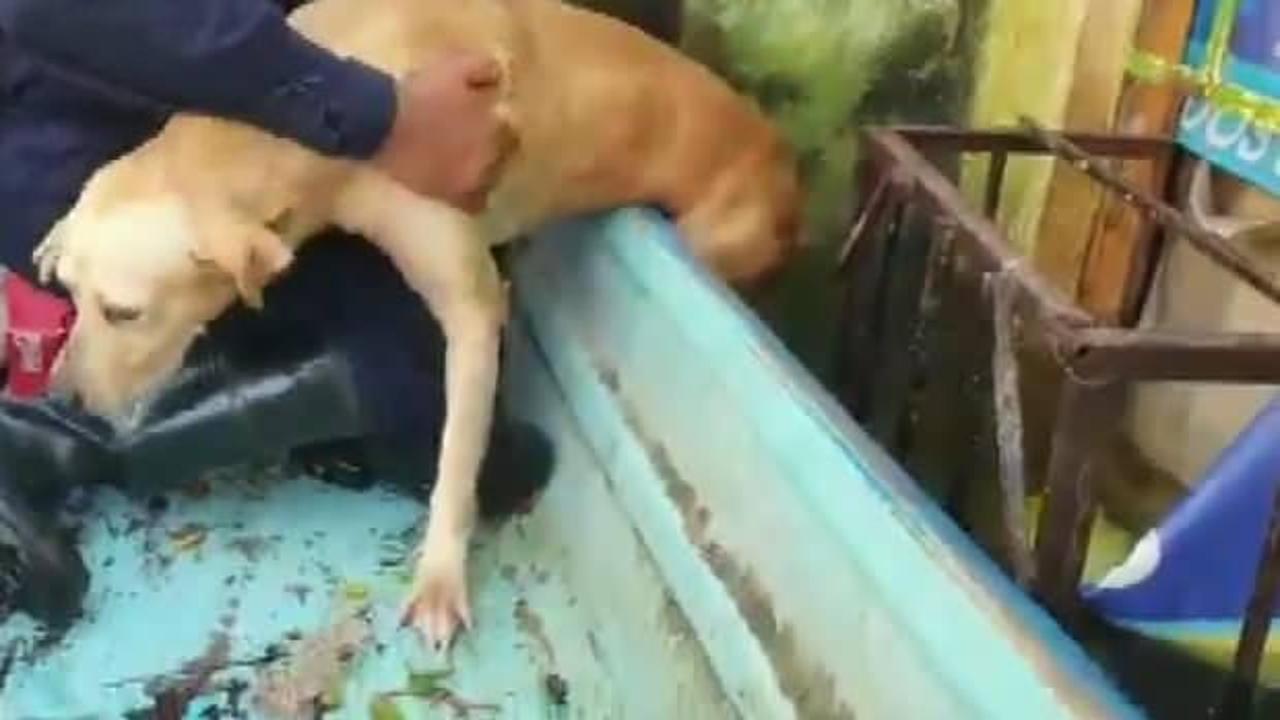Meksika’da selden kurtarılan köpeğin görüntüleri viral oldu