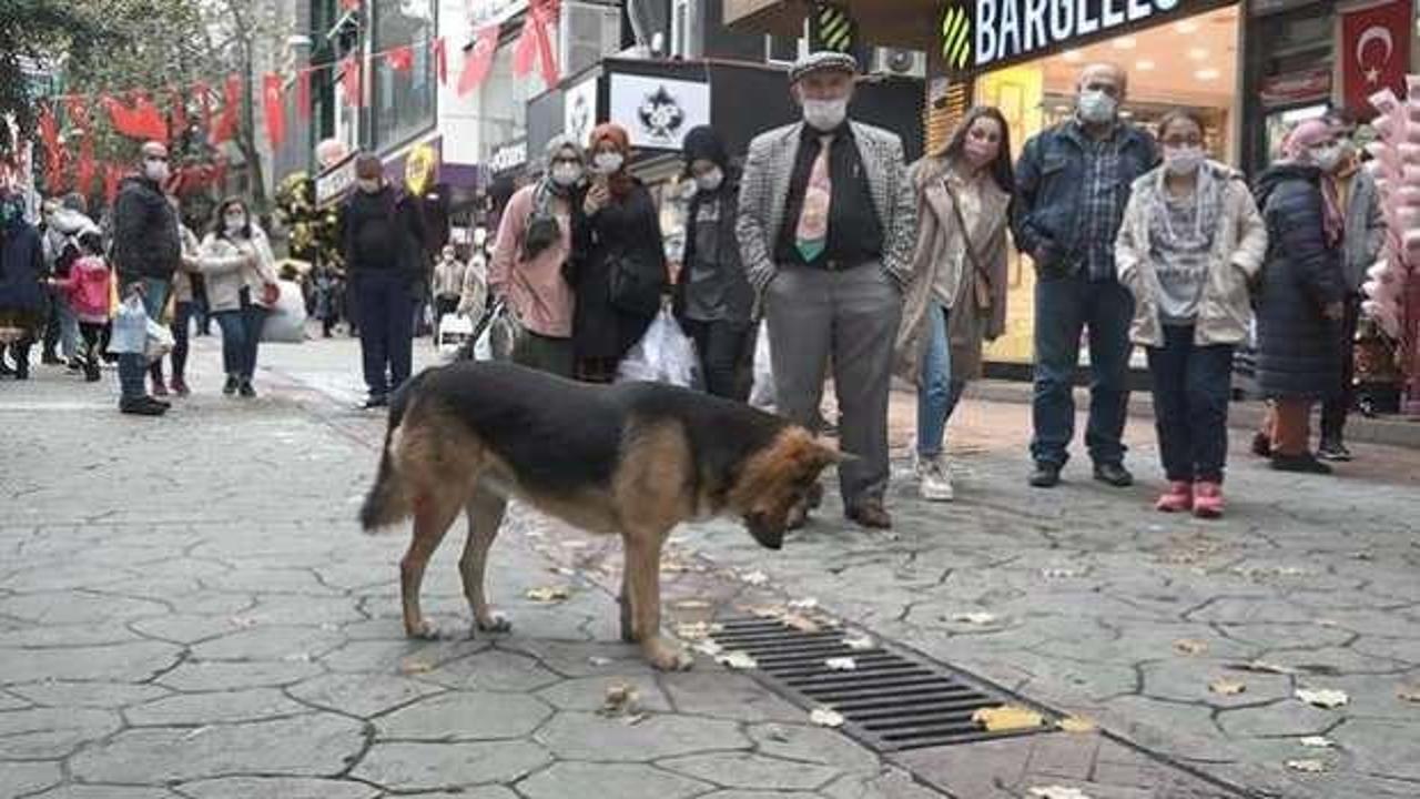 S&uuml;rekli mazgalı izleyen k&ouml;peğin sırrı ortaya &ccedil;ıktı!