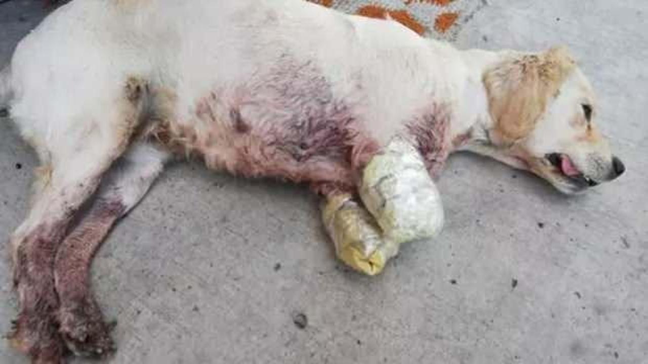 Yavru k&ouml;pek bacakları kesilmiş halde bulundu!